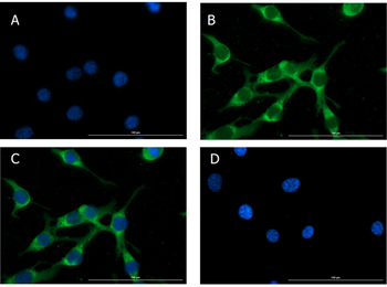 GCG Antibody