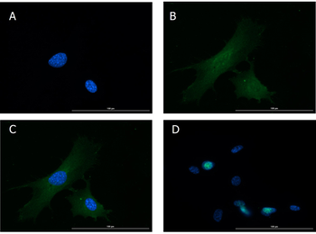 GCG Antibody