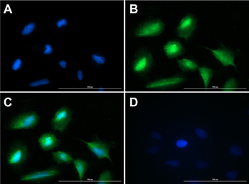 GCG Antibody