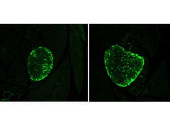 GCG Antibody