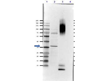 GCG Antibody