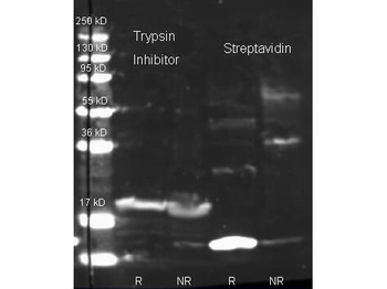 Streptavidin Antibody Fluorescein Conjugated