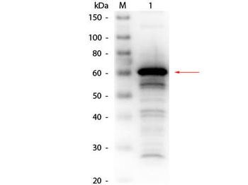 ALB Antibody (Biotin)