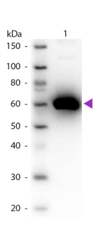 ALB Antibody (HRP)