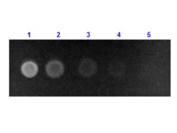 ALB Antibody (FITC)