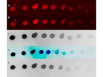ALB Antibody
