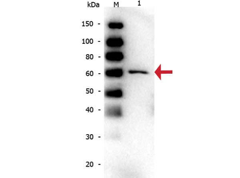 ALB Antibody