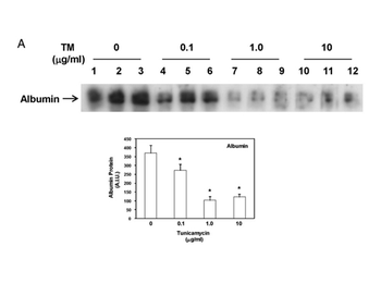 ALB Antibody