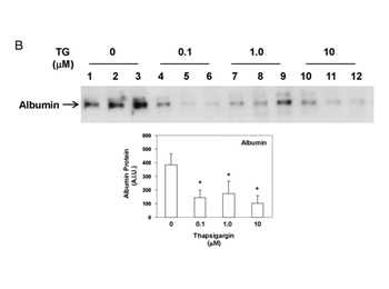 ALB Antibody
