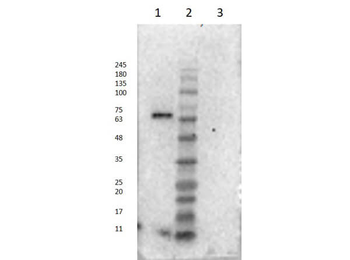 ALB Antibody