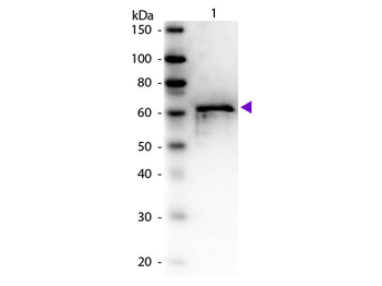 ALB Antibody