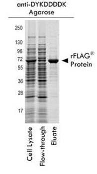 DYKDDDDK (FLAG) peptide