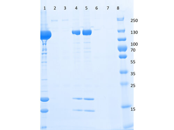 DYKDDDDK (FLAG) peptide