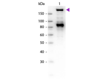 A2M Antibody