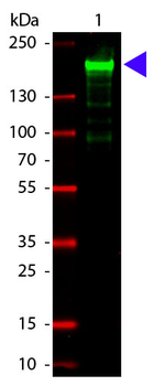 A2M Antibody