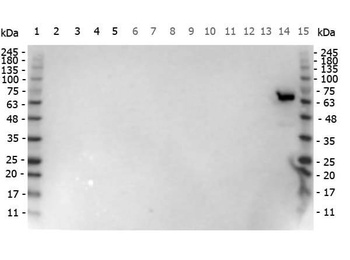 Luciferase Antibody
