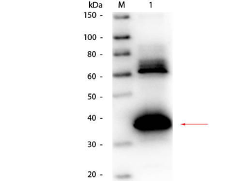 Uricase Antibody Biotin Conjugated