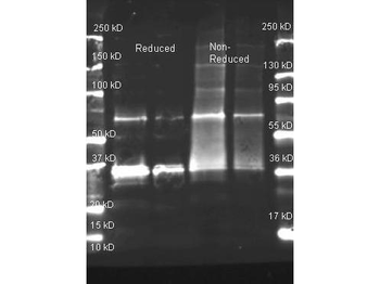 Uricase Antibody Biotin Conjugated