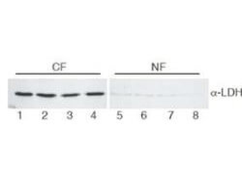 LDHA Antibody (HRP)