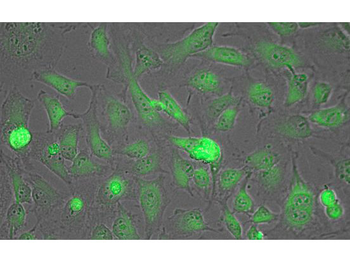 LDHA Antibody (HRP)