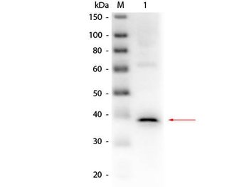 LDHA Antibody (HRP)