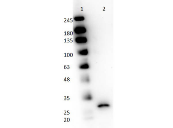 PPI Antibody (HRP)
