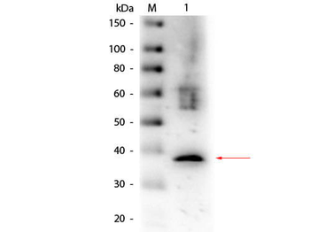 LDHA Antibody (Biotin)