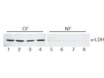 LDHA Antibody (Biotin)