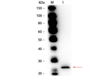 PPI Antibody (Biotin)