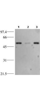 TP53 Antibody