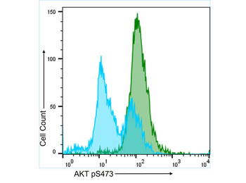 AKT1 Antibody