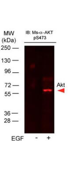 AKT1 Antibody
