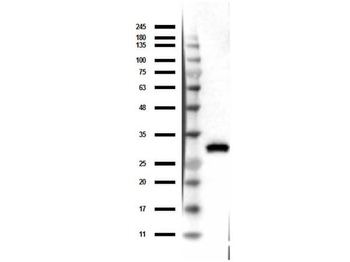 DsRed Antibody