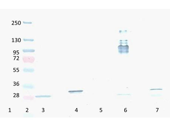 DsRed Antibody