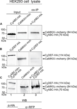 DsRed Antibody