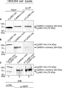 DsRed Antibody