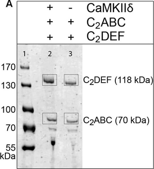 DsRed Antibody