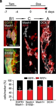 DsRed Antibody