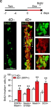 DsRed Antibody