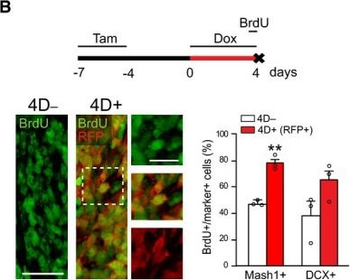 DsRed Antibody