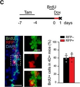 DsRed Antibody