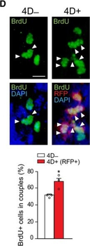 DsRed Antibody