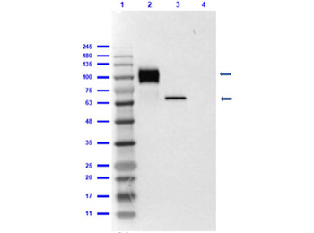 6X His Epitope Tag Antibody