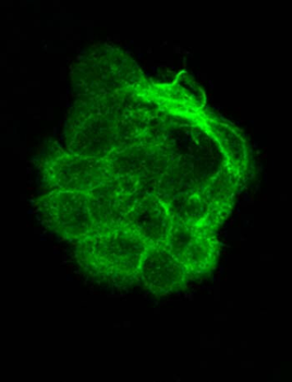 TUBA1B Antibody