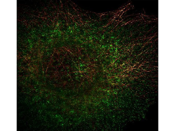 TUBA1B Antibody