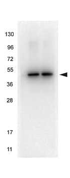 TUBA1B Antibody