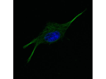 TUBA1B Antibody
