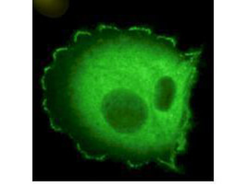 NEDD9 Antibody
