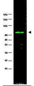 NEDD9 Antibody