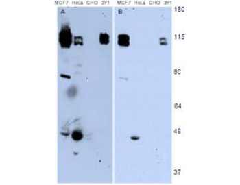 NEDD9 Antibody